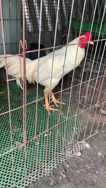 Gà chọi Trắng 3kg. Mua bán Gà tại Huyện Bình Chánh Tp Hồ Chí Minh được đăng bởi ae chơi trải nghiệm tự đánh giá hình 1