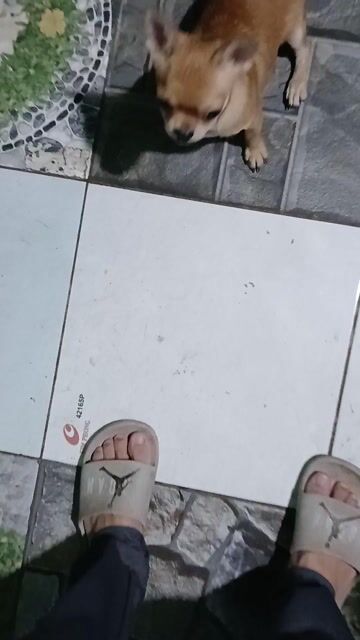 Chó Chihuahua nhỏ nhắn. Mua bán Chó tại Thị xã Phú Mỹ Bà Rịa - Vũng Tàu được đăng bởi Be Trươngvan hình 1