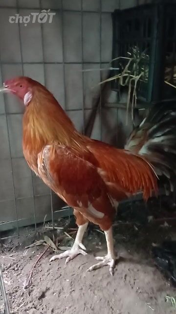 Gà Mỹ lai trống 7 tháng 2.4kg xám vàng. Mua bán Gà tại Quận Gò Vấp Tp Hồ Chí Minh được đăng bởi Lâm  hình 1