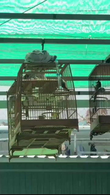 Chim chào mào mùa 3. Mua bán Chim tại Huyện Hóc Môn Tp Hồ Chí Minh được đăng bởi Võ phương phước thành hình 1
