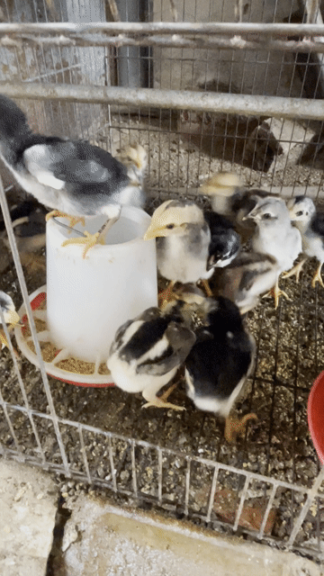 Gà chọi Đa sắc. Mua bán Gà tại Huyện Hòa Thành Tây Ninh được đăng bởi Truong  Chi Hung hình 1
