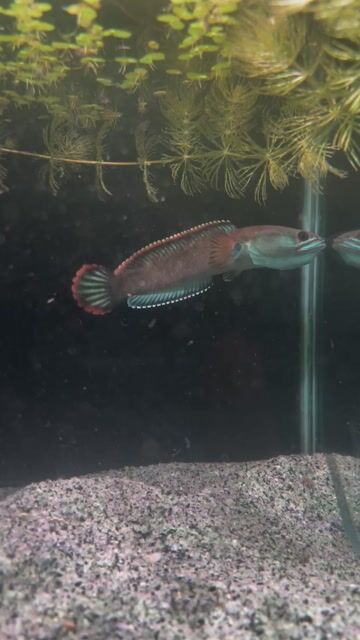 Cá lóc Lửa và Băng 13cm Đỏ Xanh. Mua bán Thú cưng khác tại Huyện Cần Giuộc Long An được đăng bởi Tài hình 1