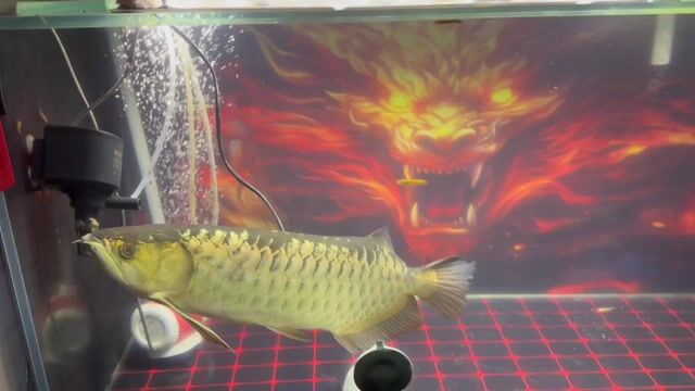 Cá Kim Long 60cm Vàng ánh kim. Mua bán Thú cưng khác tại Quận 8 Tp Hồ Chí Minh được đăng bởi anhquaysaigon hình 1