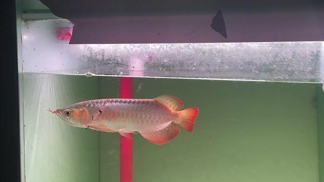 Cá Rồng Đỏ bệt S35. Mua bán Thú cưng khác tại Quận Cái Răng Cần Thơ được đăng bởi Khai quoc hình 1