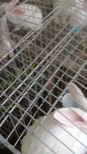 Thỏ Trưởng thành 2kg-2.5kg. Mua bán Thú cưng khác tại Huyện Định Quán Đồng Nai được đăng bởi Lê Văn Đồng  hình 1