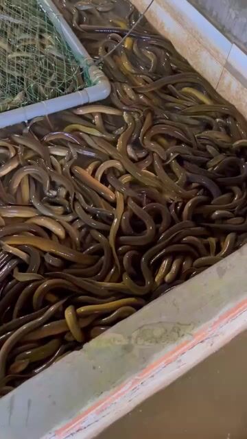 Lươn 1kg 6-8 conkg. Mua bán Đồ ăn, thực phẩm và các loại khác tại Huyện Xuyên Mộc Bà Rịa - Vũng Tàu được đăng bởi Phan Hùng Sơn hình 1