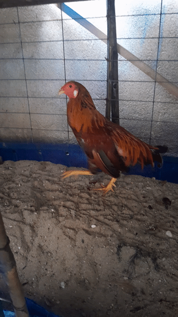 Gà chọi Nâu đỏ 1.3kg 9.5 tháng. Mua bán Gà tại Quận 12 Tp Hồ Chí Minh được đăng bởi Tung Nguyen hình 1