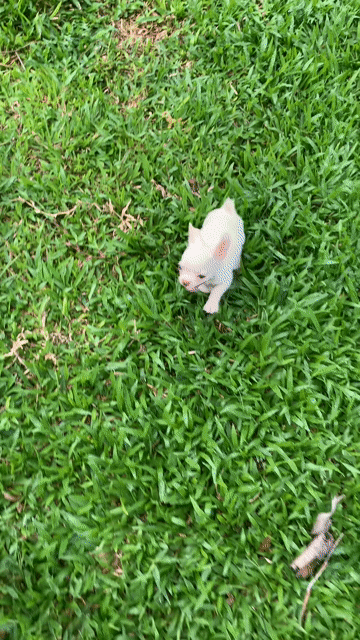 Chó Chihuahua đực Trắng kem đã tiêm. Mua bán Chó tại Quận 8 Tp Hồ Chí Minh được đăng bởi Nguyễn Mạnh  hình 1