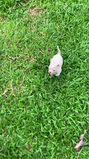Chó Chihuahua đực Trắng kem đã tiêm. Mua bán Chó tại Quận 8 Tp Hồ Chí Minh được đăng bởi Nguyễn Mạnh  hình 1