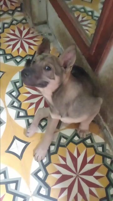 Bán chó lấy tiền tiêu Tết. Mua bán Chó tại Huyện Thanh Trì Hà Nội được đăng bởi Quang Trần hình 1