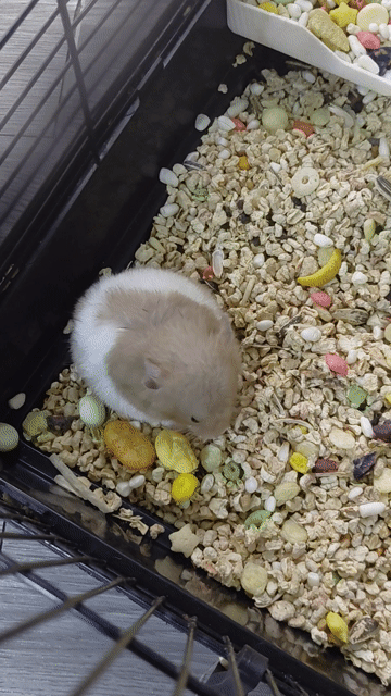 Chuột Hamster Syrian Nâu trắng Cả hai. Mua bán Thú cưng khác tại Huyện Hóc Môn Tp Hồ Chí Minh được đăng bởi hàng hiệu  hình 1