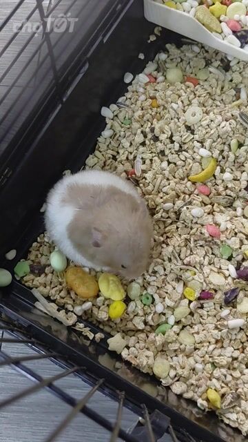 Chuột Hamster Syrian Nâu trắng Cả hai. Mua bán Thú cưng khác tại Huyện Hóc Môn Tp Hồ Chí Minh được đăng bởi hàng hiệu  hình 1