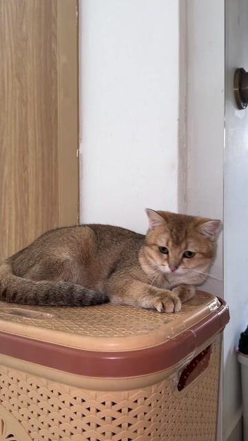 Mèo Golden cái 9 tháng đã tiêm (có thương lượng). Mua bán Mèo tại Huyện Bình Chánh Tp Hồ Chí Minh được đăng bởi Rinnio hình 1