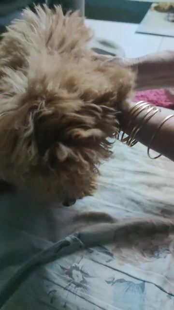 Chó Poodle Tiny Nâu 3 tháng. Mua bán Chó tại Quận 5 Tp Hồ Chí Minh được đăng bởi TY TY hình 1