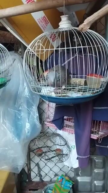 Chim cu gáy Trống mái Nâu xám. Mua bán Chim tại Huyện Bắc Tân Uyên Bình Dương được đăng bởi giác  hình 1