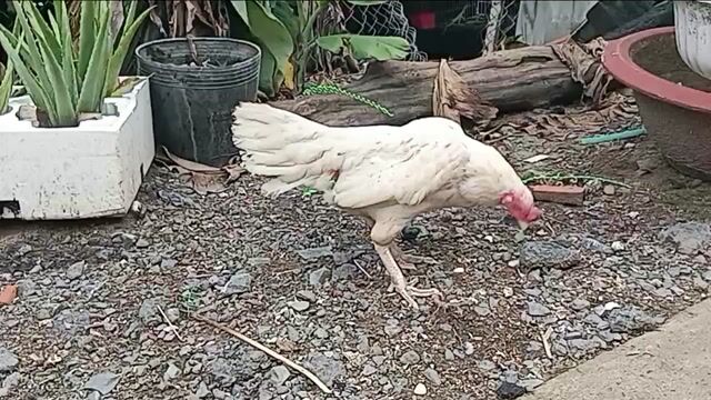 Gà mái bướm thái Mỹ chân vảy đẹp. Mua bán Gà tại Huyện Long Thành Đồng Nai được đăng bởi Nguyễn Văn Hậu hình 1
