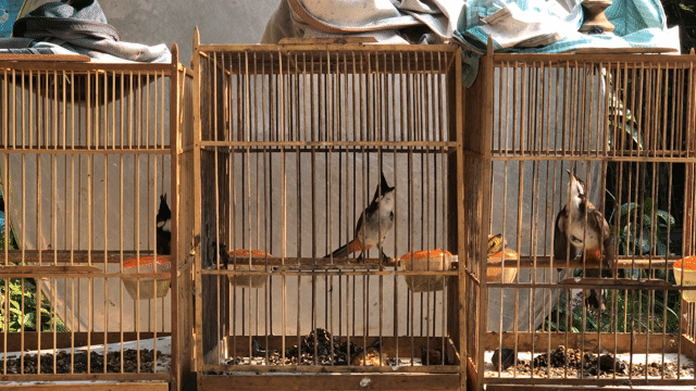 chào mào cánh ruồi. Mua bán Chim tại Huyện Quảng Điền Thừa Thiên Huế được đăng bởi Nguyên  hình 1
