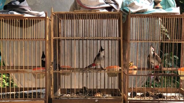 chào mào cánh ruồi. Mua bán Chim tại Huyện Quảng Điền Thừa Thiên Huế được đăng bởi Nguyên  hình 1