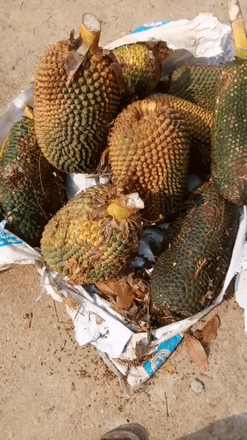 Thảo dược Dứa dại khô. Mua bán Đồ ăn, thực phẩm và các loại khác tại Thành phố Thuận An Bình Dương được đăng bởi Nguyễn Hạnh  hình 1