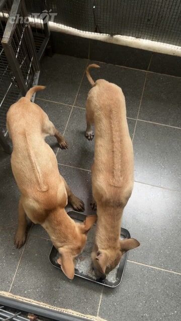 Chó Phú Quốc Vàng Đực. Mua bán Chó tại Quận 12 Tp Hồ Chí Minh được đăng bởi QB SHOP PETS hình 1