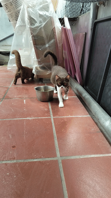 Mèo chân dài cái Bi choco đang bầu. Mua bán Mèo tại Huyện Sóc Sơn Hà Nội được đăng bởi Nguyễn Hoàng Hải hình 1