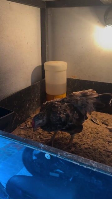 Gà tre bắc chúi bông. Mua bán Gà tại Quận 12 Tp Hồ Chí Minh được đăng bởi Hiếu Nguyễn hình 1