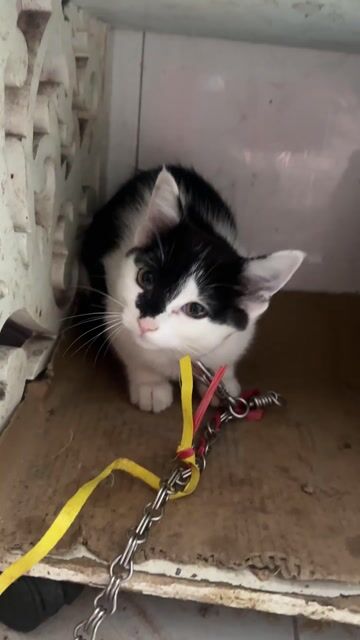 Mèo Anh lai Đen trắng 3 tháng. Mua bán Mèo tại Quận Long Biên Hà Nội được đăng bởi Mai Anh Mèo hình 1