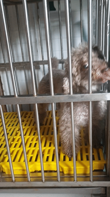 Chó Poodle cái màu Nâu. Mua bán Chó tại Quận 11 Tp Hồ Chí Minh được đăng bởi Tuongpham hình 1