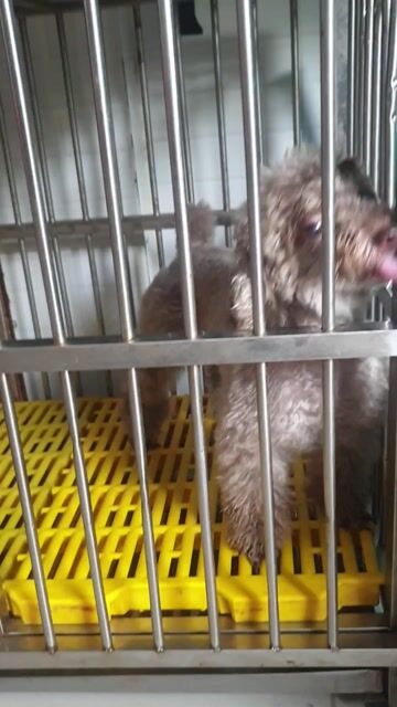 Chó Poodle cái màu Nâu. Mua bán Chó tại Quận 11 Tp Hồ Chí Minh được đăng bởi Tuongpham hình 1