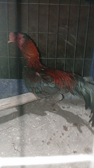 Gà tre lai chọi trống. Mua bán Gà tại Huyện Lương Tài Bắc Ninh được đăng bởi Phạm Gia Gia hình 1