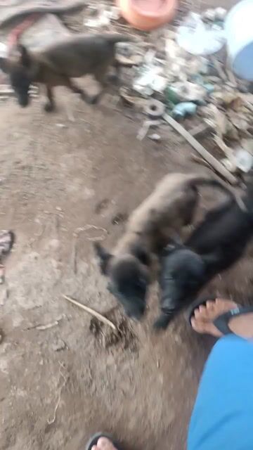 Chó Becgie Bỉ (Malinois). Mua bán Chó tại Thành phố Mỹ Tho Tiền Giang được đăng bởi Khoa hình 1