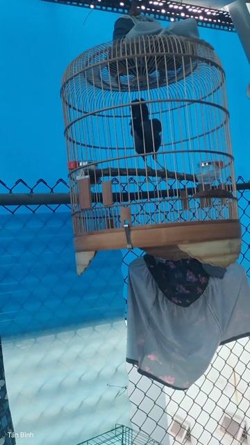 Nguyên bộ Ô lờ... Mua bán Chim tại Quận Tân Bình Tp Hồ Chí Minh được đăng bởi Đam mê 1Thời hình 1