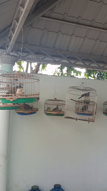 Chim cu gáy . Mua bán Chim tại Thành phố Thủ Dầu Một Bình Dương được đăng bởi long lê hình 1