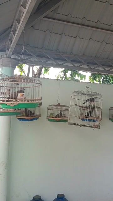 Chim cu gáy . Mua bán Chim tại Thành phố Thủ Dầu Một Bình Dương được đăng bởi long lê hình 1