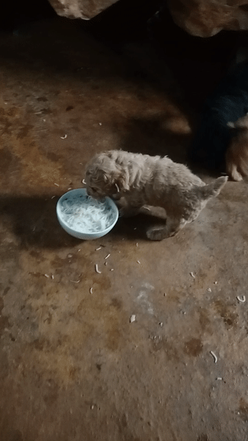 Chó Bichon Poodle 1 tháng Nâu, Đen. Mua bán Chó tại Huyện Krông Búk Đắk Lắk được đăng bởi minh quân hình 1