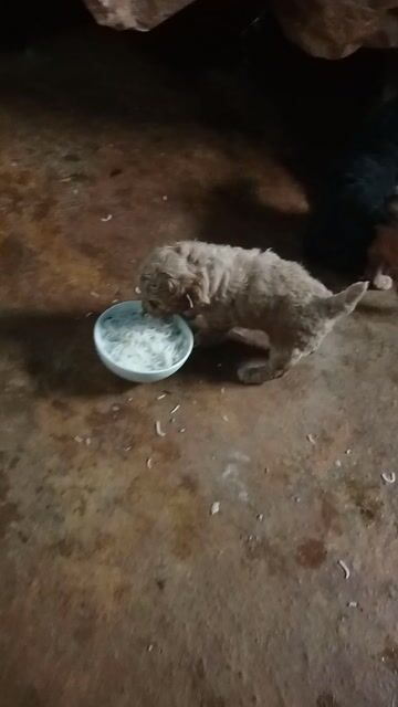 Chó Bichon Poodle 1 tháng Nâu, Đen. Mua bán Chó tại Huyện Krông Búk Đắk Lắk được đăng bởi minh quân hình 1