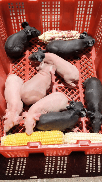 hà mã mini . Mua bán Thú cưng khác tại Quận 7 Tp Hồ Chí Minh được đăng bởi BỌ Ú SG Q7 hình 1