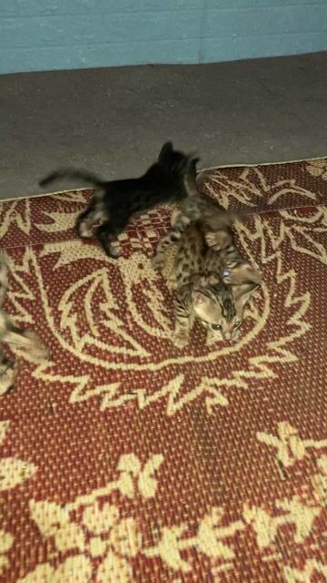 Đàn mèo Bengal 2 tháng tuổi nhà đẻ đủ màu sắc. Mua bán Mèo tại Quận Nam Từ Liêm Hà Nội được đăng bởi Dicky Tran hình 1