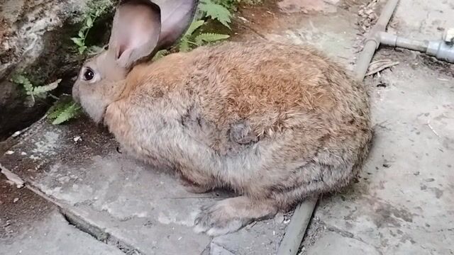 Thỏ giống cái màu Nâu. Mua bán Thú cưng khác tại Thành phố Vĩnh Long Vĩnh Long được đăng bởi văn minh thành hình 1