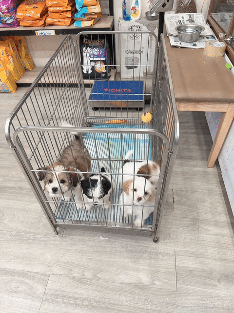 Chó Poodle Lai Nhật. Mua bán Chó tại Thành phố Bến Tre Bến Tre được đăng bởi NN PET PARADISE hình 1