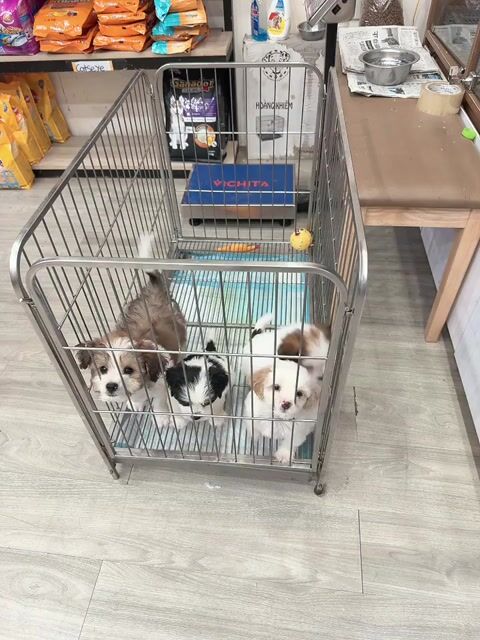 Chó Poodle Lai Nhật. Mua bán Chó tại Thành phố Bến Tre Bến Tre được đăng bởi NN PET PARADISE hình 1