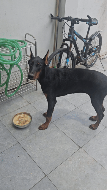 Chó Doberman Cái Đen 6 tháng. Mua bán Chó tại Thành phố Vĩnh Yên Vĩnh Phúc được đăng bởi Ken Kenmoc hình 1
