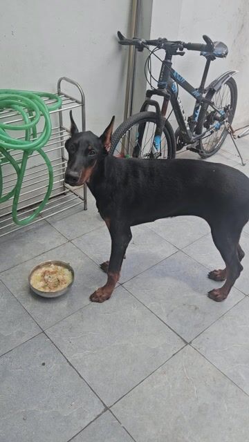 Chó Doberman Cái Đen 6 tháng. Mua bán Chó tại Thành phố Vĩnh Yên Vĩnh Phúc được đăng bởi Ken Kenmoc hình 1