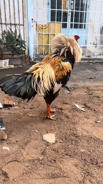 thanh lý. Mua bán Gà tại Thành phố Tân An Long An được đăng bởi Nguyễn Hữu Tài hình 1
