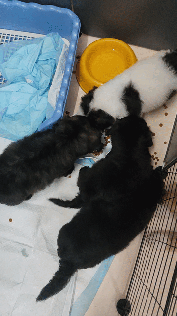 Chó Poodle đen trắng 2 tháng đã tiêm. Mua bán Chó tại Quận Tây Hồ Hà Nội được đăng bởi Đỗ Minh Tuấn hình 1