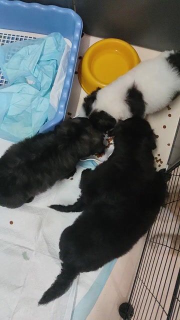 Chó Poodle đen trắng 2 tháng đã tiêm. Mua bán Chó tại Quận Tây Hồ Hà Nội được đăng bởi Đỗ Minh Tuấn hình 1