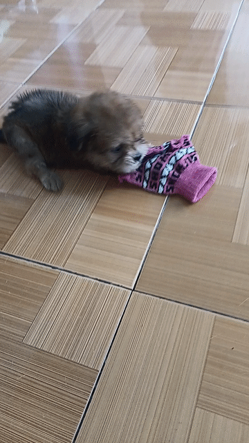 Chó Poodle lai Phốc Sóc Nâu Đen. Mua bán Chó tại Thành phố Cà Mau Cà Mau được đăng bởi Dương Hằng hình 1