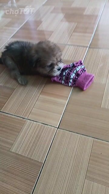 Chó Poodle lai Phốc Sóc Nâu Đen. Mua bán Chó tại Thành phố Cà Mau Cà Mau được đăng bởi Dương Hằng hình 1