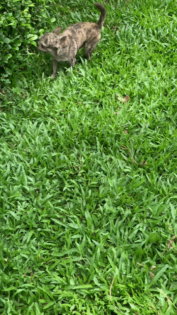 Chó chihuahua đực vện. Mua bán Chó tại Quận 8 Tp Hồ Chí Minh được đăng bởi Nguyễn Mạnh  hình 1