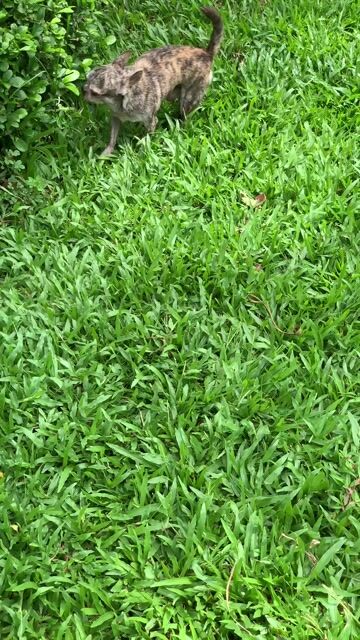 Chó chihuahua đực vện. Mua bán Chó tại Quận 8 Tp Hồ Chí Minh được đăng bởi Nguyễn Mạnh  hình 1